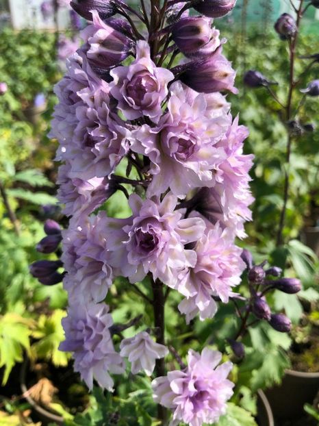 DELPHINIUM HIGHLANDER CHA CHA - NEMTISOR -de vanzare-2025