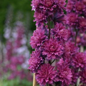 DELPHINIUM HIGHLANDER FLAMENCO - NEMTISOR -de vanzare-2025