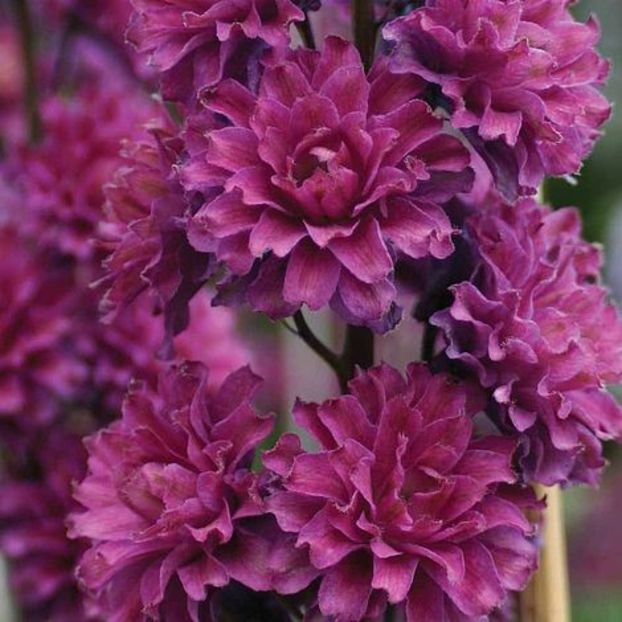 DELPHINIUM HIGHLANDER FLAMENCO - NEMTISOR -de vanzare-2025