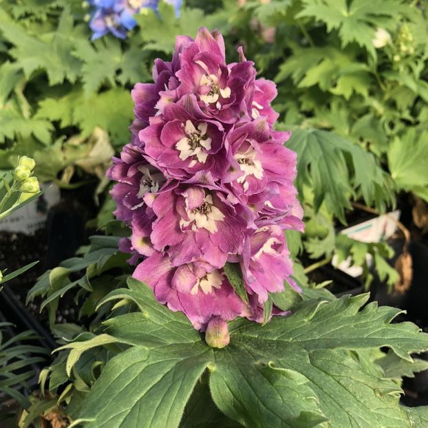 DELPHINIUM ROSE - NEMTISOR -de vanzare-2025