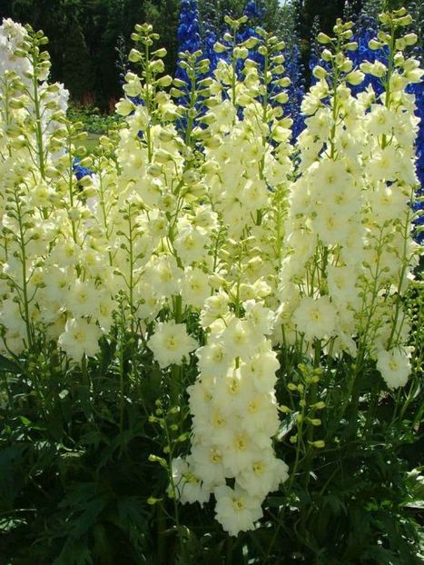 DELPHINIUM SHERBET LEMON - NEMTISOR -de vanzare-2025
