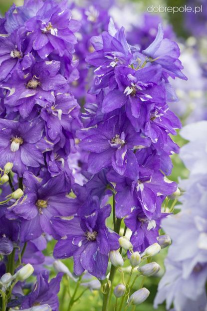 delphinium-dignity-blue-shades- - NEMTISOR -de vanzare-2025