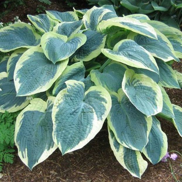 HOSTA AMERICAN HALO - HOSTA -de vanzare-2024