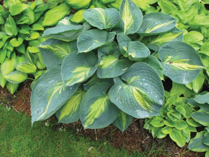 HOSTA DREAM QUEEN - HOSTA -de vanzare-2025