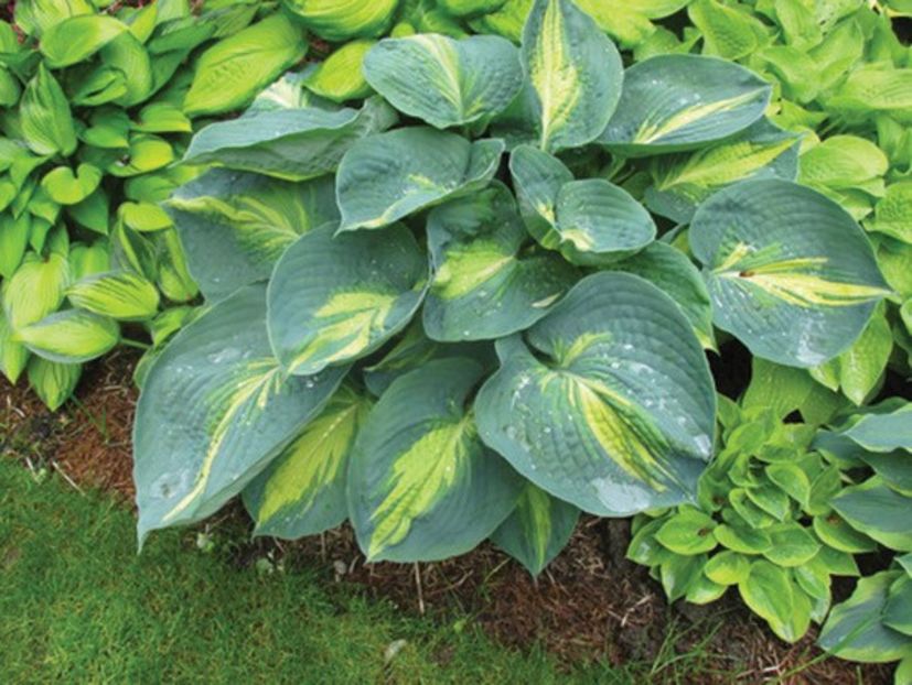 HOSTA DREAM QUEEN - HOSTA -de vanzare-2024