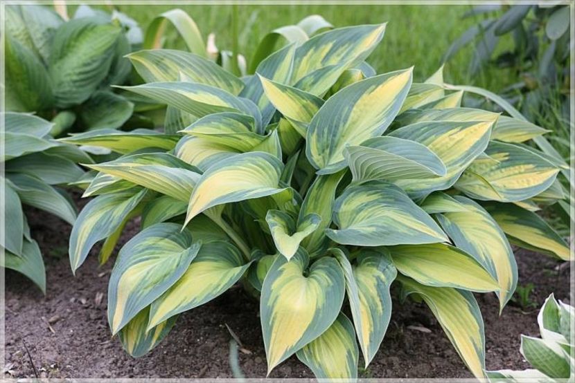 HOSTA FUNKIA JUNE - HOSTA -de vanzare-2025