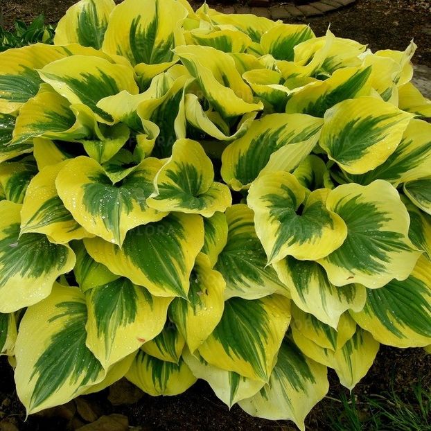 HOSTA FUNKIA LIBERTY - HOSTA -de vanzare-2024