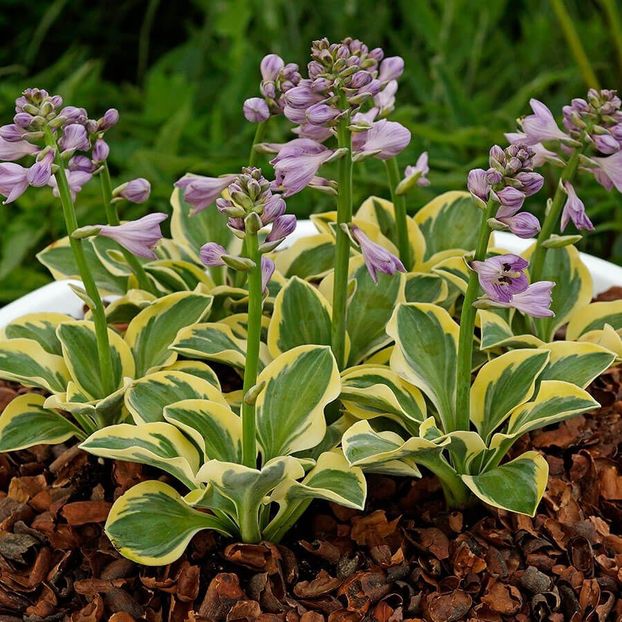 HOSTA MIGHTY MOUSE-pitica - HOSTA -de vanzare-2025