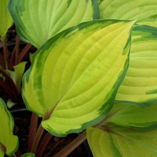 HOSTA PARADISE ISLAND - HOSTA -de vanzare-2024