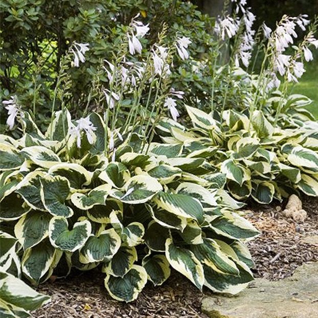 HOSTA PATRIOT - HOSTA -de vanzare-2025