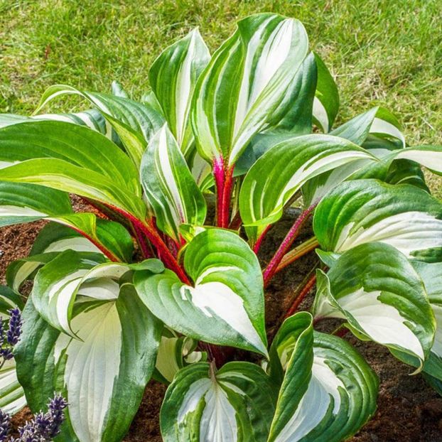 HOSTA RASPBERRY SUNDAE - HOSTA -de vanzare-2024