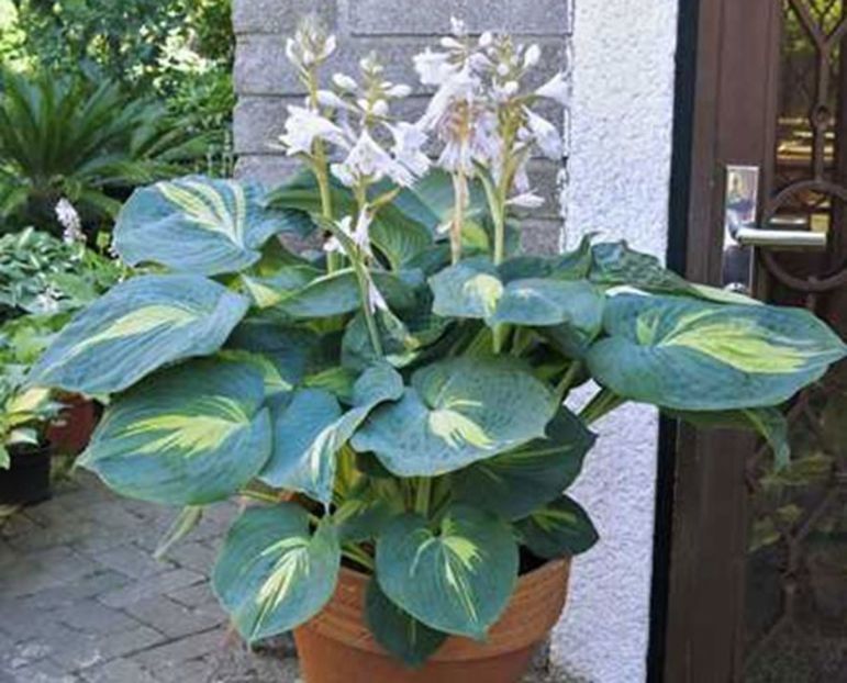 Hosta-Dream-Queen - HOSTA -de vanzare-2025