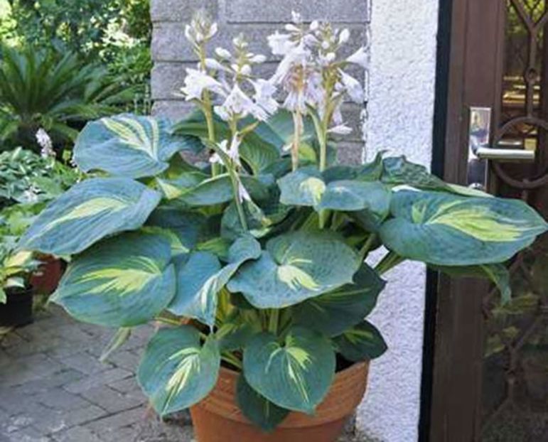 Hosta-Dream-Queen - HOSTA -de vanzare-2024