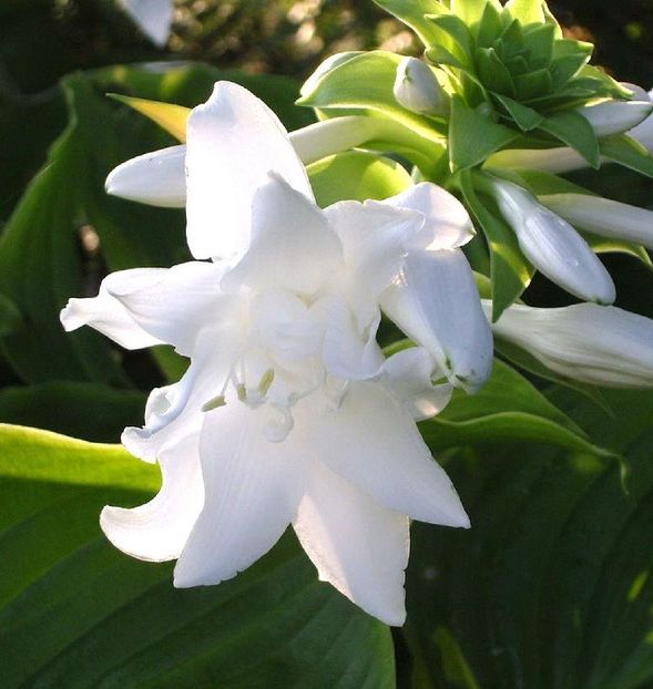 HOSTA PLANTAGINEA APHRODITE - HOSTA -de vanzare-2025