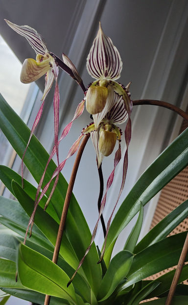 paphiopedilum "philippinense" - Orhidee_5_simpodiale fără pseudobulbi