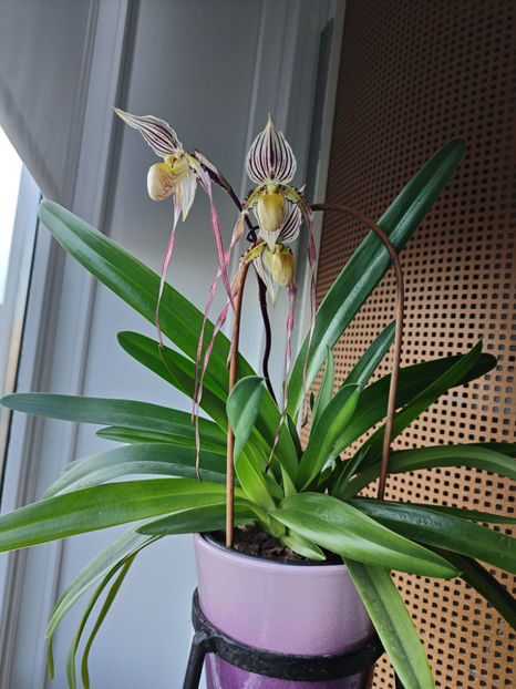 paphiopedilum "philippinense" - Orhidee_5_simpodiale fără pseudobulbi