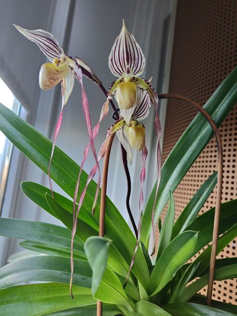 paphiopedilum "philippinense" - Orhidee_5_simpodiale fără pseudobulbi