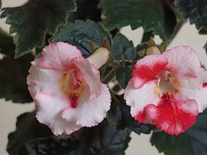  - AAA RIZOMI ACHIMENES DISPONIBILI -2023