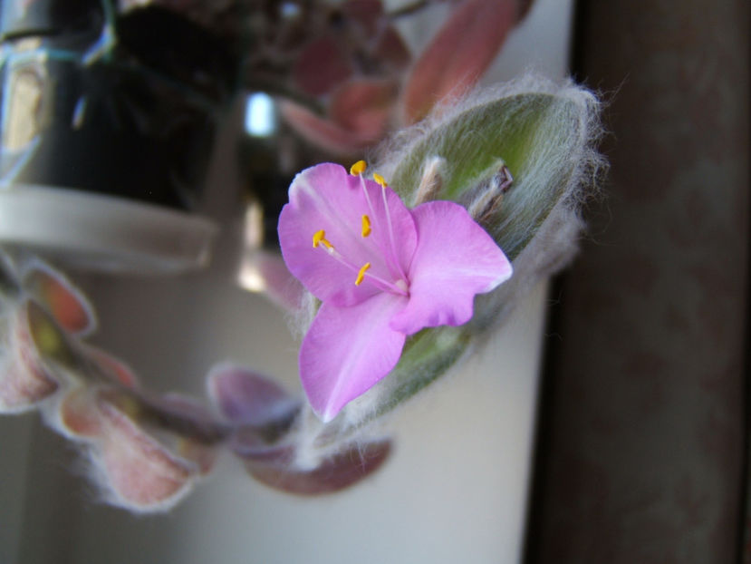 Tradescantia Silla montana - Plantele mele de camera