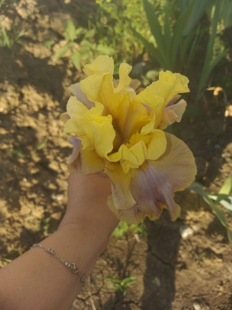 Iris - Florile mele