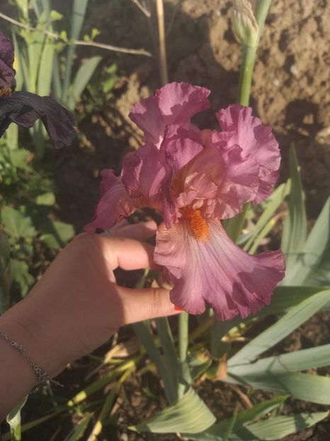 Iris talie mare - Florile mele