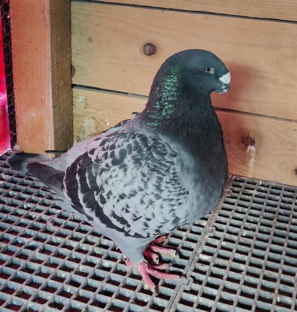 2021 - Masculi pentru 2023