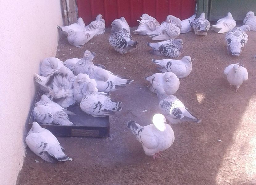 20221029_153135-1 - 6 PORUMBEI LA GRAMADA