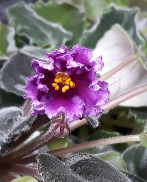  - Chimera Adel din semințe și hibrizii ei