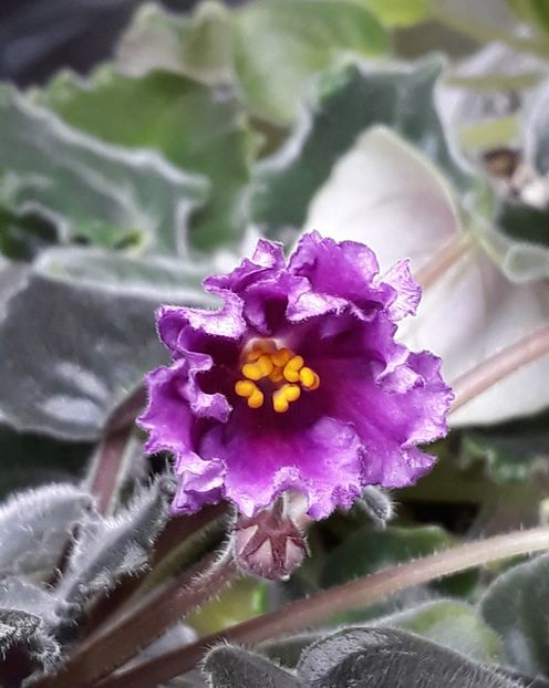  - Chimera Adel din semințe și hibrizii ei