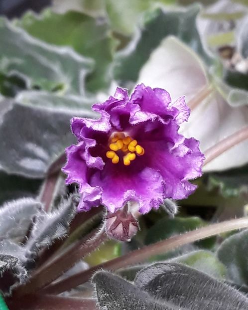  - Chimera Adel din semințe și hibrizii ei