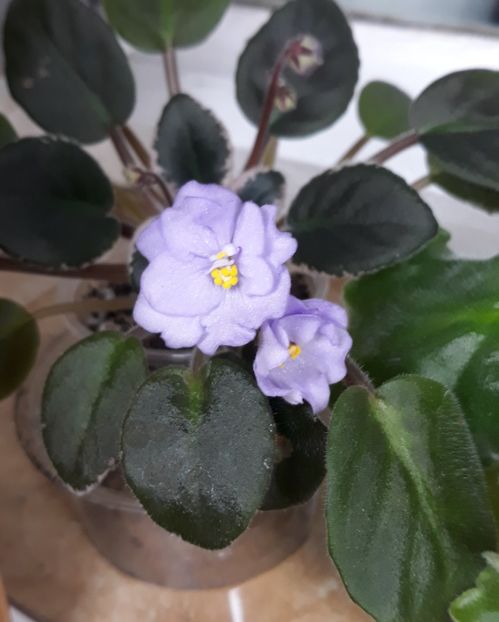  - Rob s Pewter Bells zzz