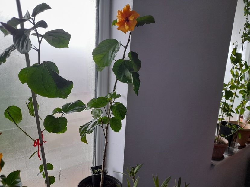  - Hibiscusi 2020 2022 2023