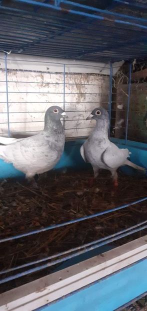  - PORUMBEI VANDUTI 2