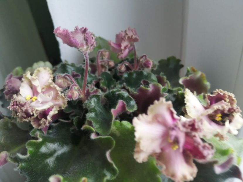  - Rob_s Antique Rose