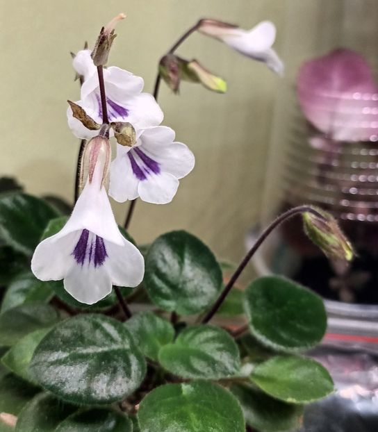 Al doilea an la mine - Albumul generozității