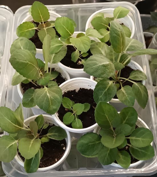 Ma gandesc cu drag la tine cand ii privesc ❤️❤️❤️ - Bombonelele gloxi