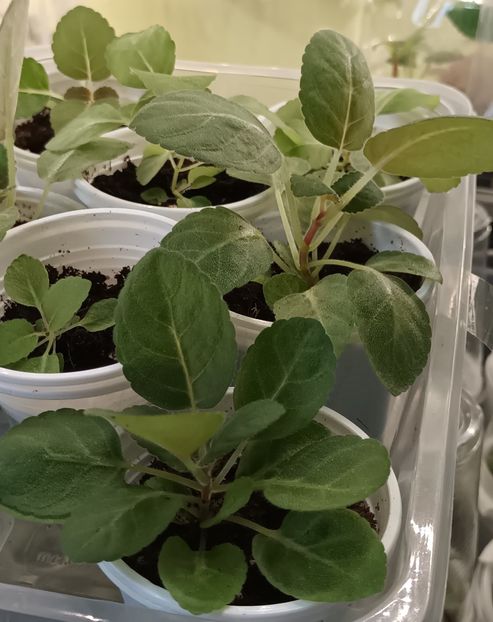 ❤️❤️❤️ - Bombonelele gloxi