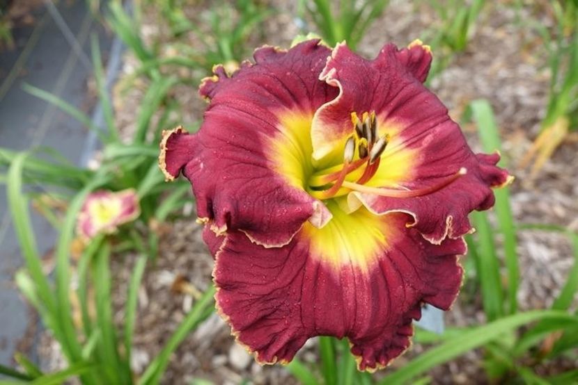 Insidious - Harry 2017 - Bloomed - Boitzer - 2023