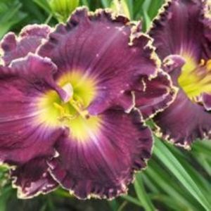 Skin of My Teeth - Emmerich 2011 - bloomed - Boitzer - 2023