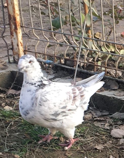 55C8D75B-3E40-4914-9649-CCDA0577DFF8 - Porumbei vanduti 2017-2025