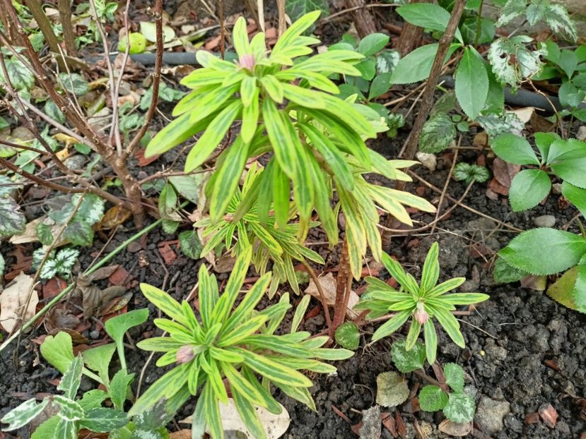 Euphorbia "Ascot Rainbow" - Grădina 2023