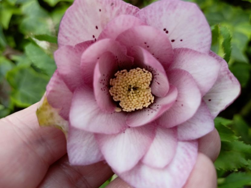 Helleborus Double Ellen Pink Spotted - Grădina 2023