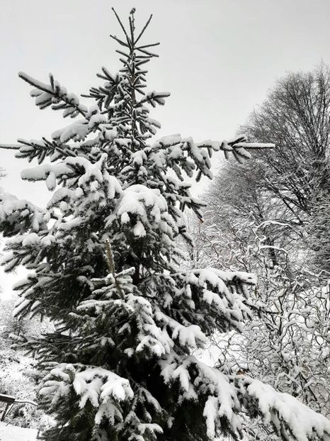  - Rânca ianuarie 2023