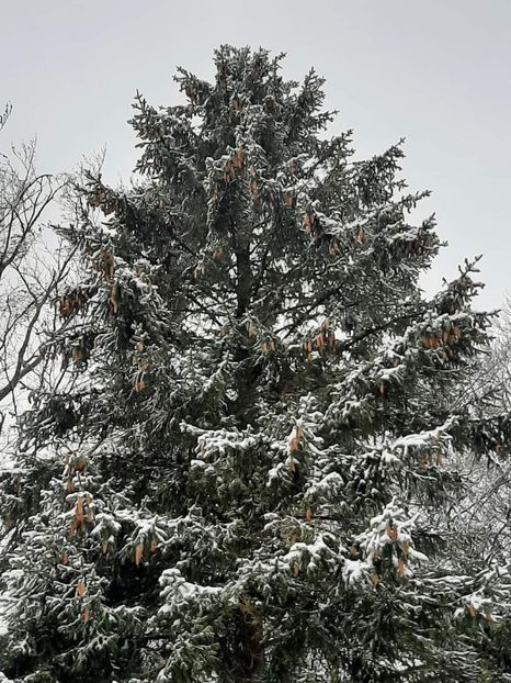  - Rânca ianuarie 2023