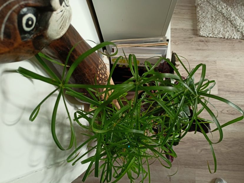 14.01.2023 - Plante verzi de apartament