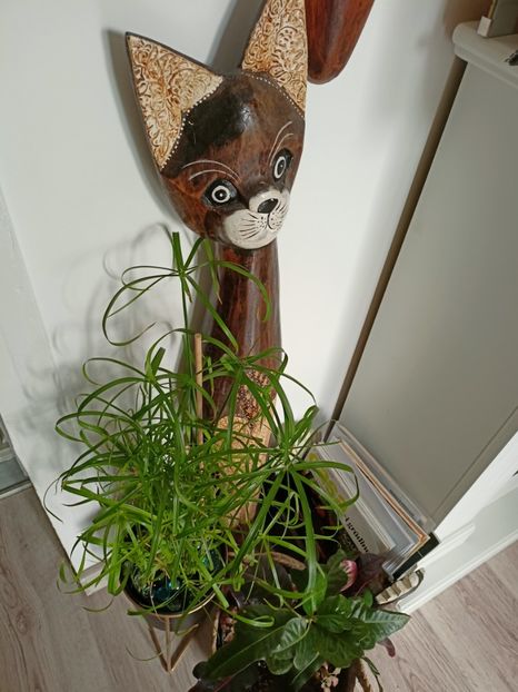  - Plante verzi de apartament