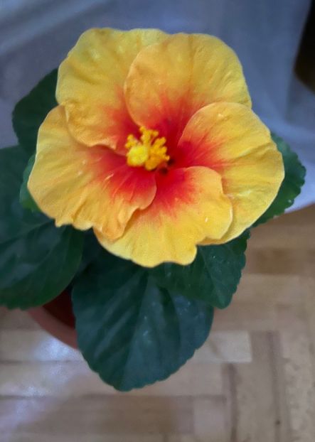 Porticaliu - Hibiscus
