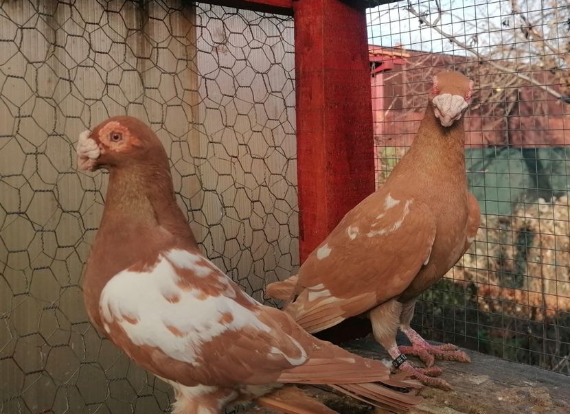  - Contact 0770110256 Oradea