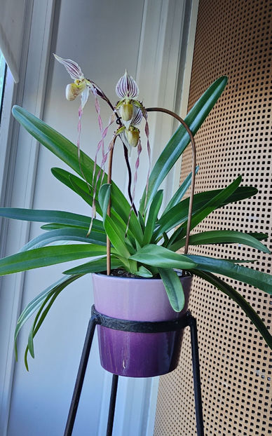 paphiopedilum "philippinense" - Orhidee_5_simpodiale fără pseudobulbi
