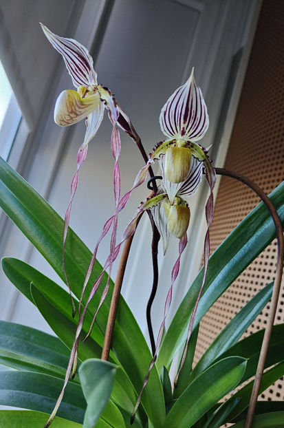 paphiopedilum "philippinense" - Orhidee_5_simpodiale fără pseudobulbi
